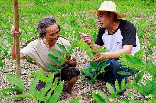 从玉竹的生物学特性出发，谈玉竹高产栽培技术