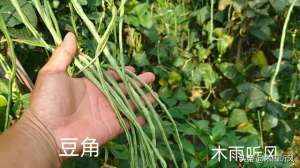 秋豆角的种植时间(秋豆角最适合什么时间种植？怎样种植秋豆角？)