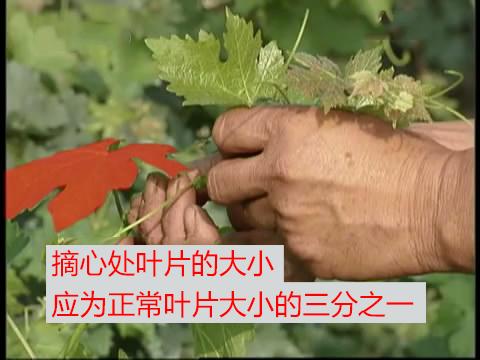 赤霞珠葡萄种植技术：双篱架，提甜度，枝条过于强壮解决办法