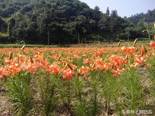 湖北十堰张湾区种植百合、天麻、月季、石斛等中药材超30万亩