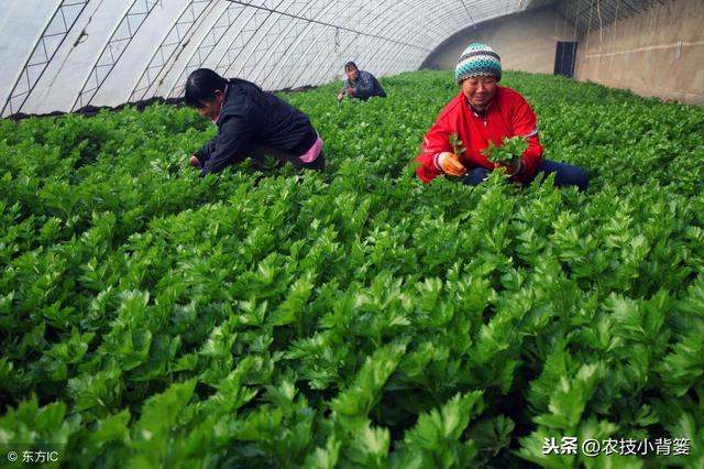 种植冬季大棚蔬菜，保温防寒、浇水控湿管理技巧！