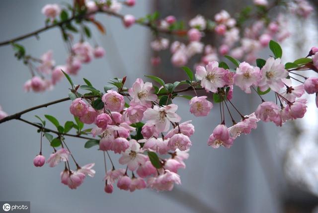 适合北方庭院栽种的7种花草，九月种起来，明年就能开出“花海”