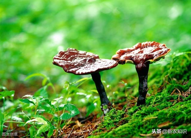 林下仿野生灵芝高产栽培技术，种植的时候有不少注意的，不妨看看