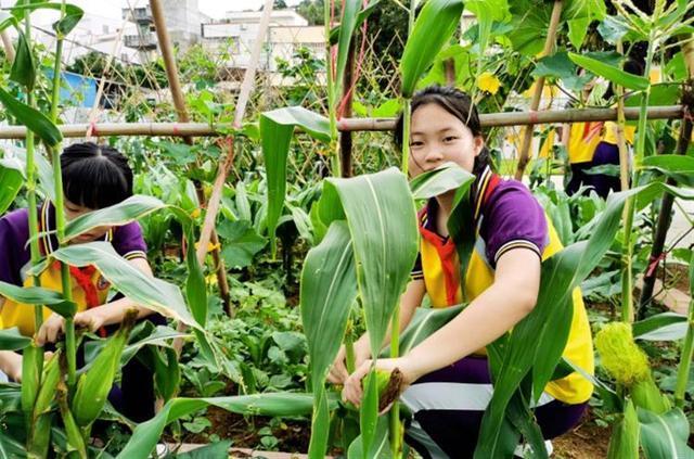 一小学给学生发蔬果粮食作“年终奖”，校长：去年收成1600余斤，都是学生栽种