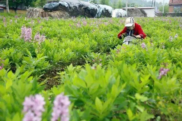 增收新模式！凤城爱阳镇农民种上中药白鲜皮