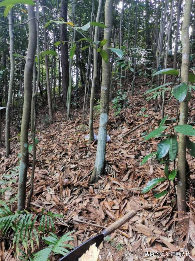 一直以为种殖玉桂，就像把钱存在银行，但今年却出乎意料