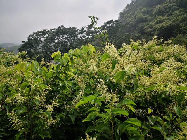 九龙藤~~九龙藤蜜～～百花蜜