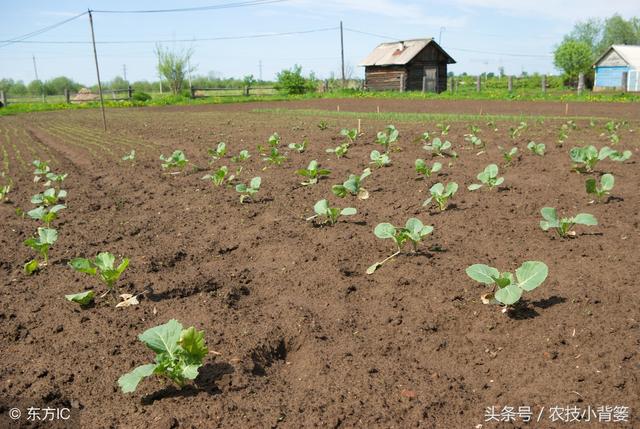 只要学会这些种植技巧，大白菜就能长得好、产量高、多卖钱！