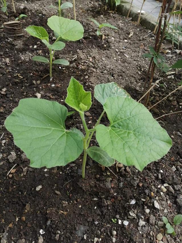 我的种植生涯之——葫芦（二）