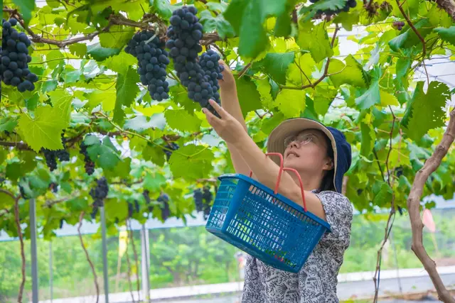 长泰南山谷：四季葡萄承包你一年的甜蜜