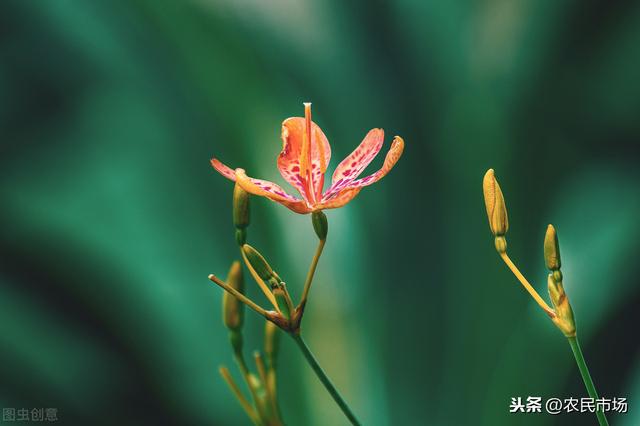 射干的栽培技术，把这些技术点做好，高产不是问题