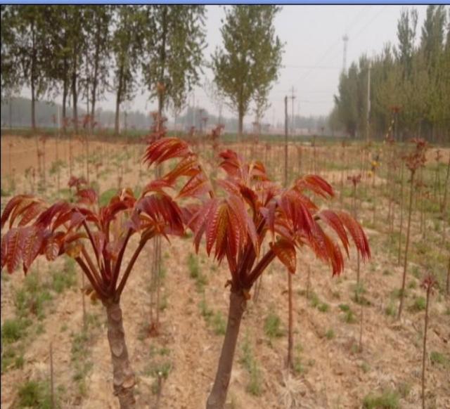 香椿树的种植方法都在这里，喜欢吃的种两棵