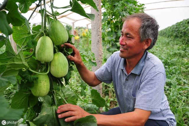 甜瓜有哪些新品种 露地甜瓜种植技术 甜瓜最晚几月份种植