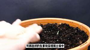 大姜种植全过程(生姜种植不再难，从浸种到收获，给您提供一份详细指导 #)