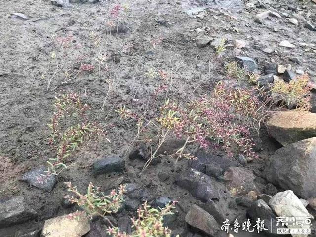 行走海岸线丨这种植物海滩上随处可见，有人专门拿它搞科研