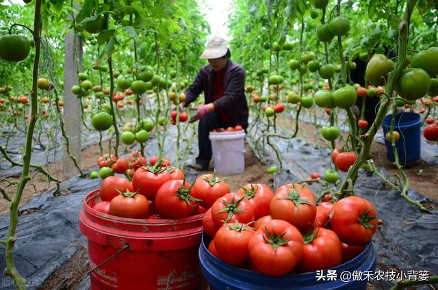 如何种好秋冬茬西红柿？这篇文章告诉你种植技巧