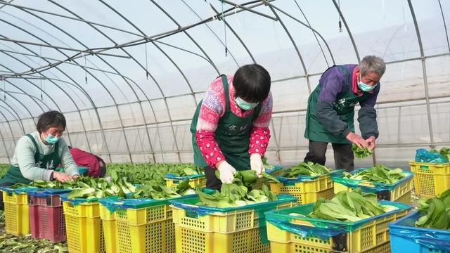 沪郊蔬菜基地探访｜疫情之下，都市“绿脉”如何守护生活的烟火和温度