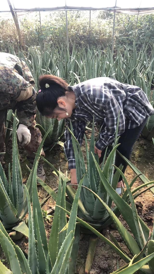 小伙返乡种芦荟，与连锁店合作不愁销！60个大棚年产值400多万