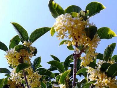 桂花树适合北方种植吗