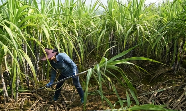 甘蔗的种植方法和技术是一个复杂的过程，需要认真学习和掌握