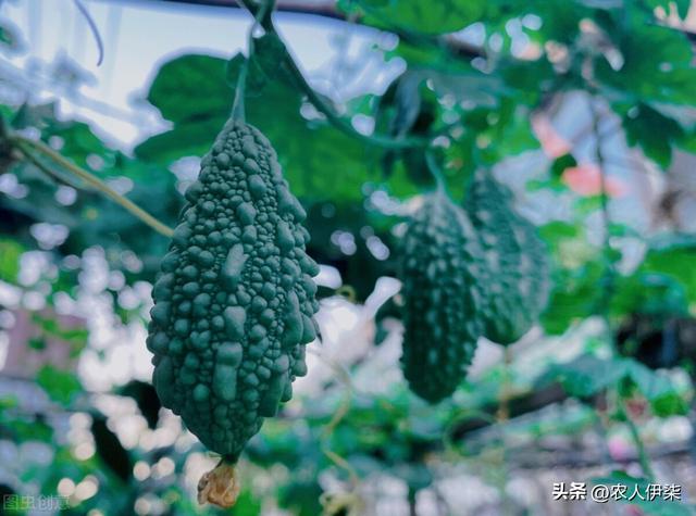 苦瓜长个奇怪的外观就叫金铃子吗？前景如何？值得种植吗？