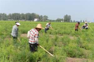 芦笋哪里有种植基地(安徽省农垦集团龙亢农场探索芦笋高效种植)