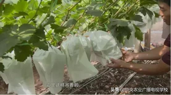 【田间示范秀】四招，让“可人儿”的葡萄产量翻倍！他是如何做到的？