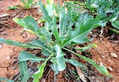 种植粮食不赚钱？来种植这10种药材吧，技术简单收益高