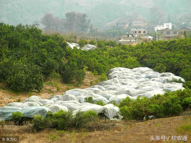 广西种植砂糖橘250万亩，占柑橘总量三分之一，疯狂扩种图的啥？