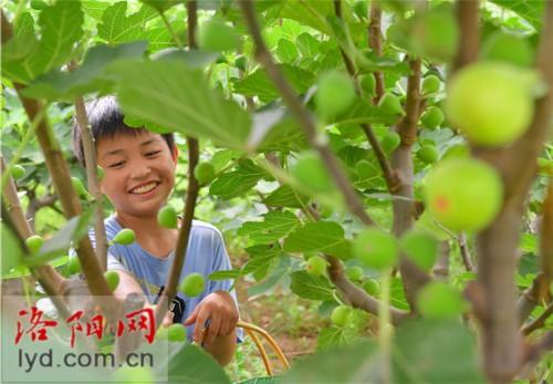 汝阳小店镇黄屯村：种植无花果“甜蜜”致富路