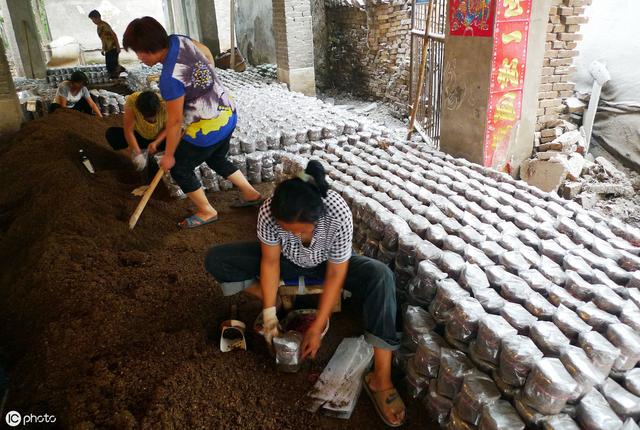 金针菇传统袋装栽培技术，从配料到采收，详细讲解