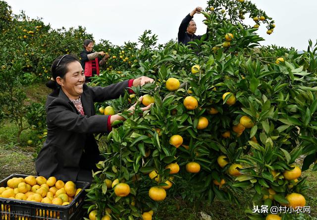 现在农村种什么前景好？这6个种植赚钱项目，很适合你在农村创业