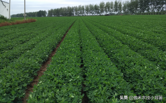 花生覆膜种植能高产，但在覆膜管理上要重点抓好这4点