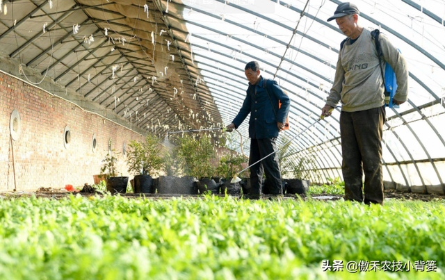 秋冬连续阴云雨雪多，大棚蔬菜更加需要巧管理，重点抓好这7点