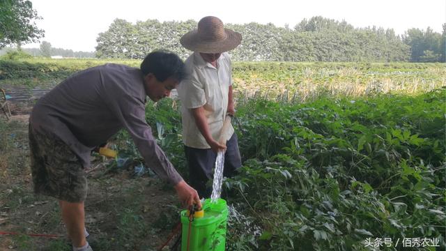 农村人种植效益不错的树苗，亩收入近万元，1~2年就能出售