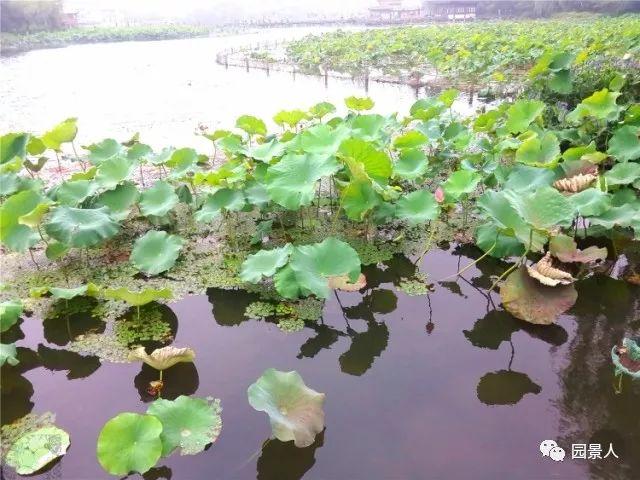 水生植物普及知识干货来袭！