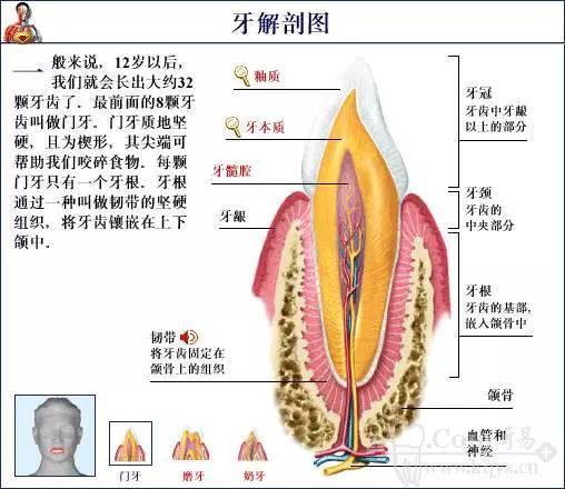 口腔解剖图谱