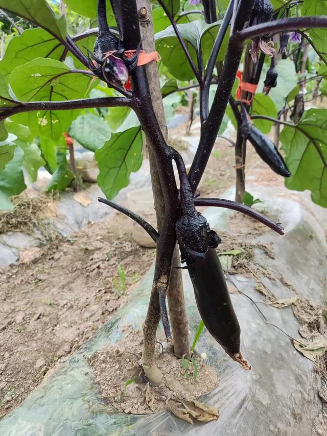 梳理下我在田园种植过的作物竟然有这么多种