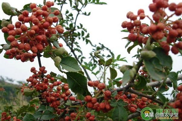 花椒怎么种植？学好这六点种植花椒很容易！