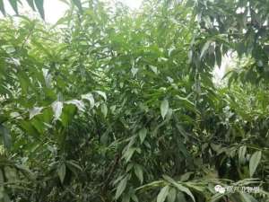 桃树的种植方法和管理(桃树现在如何管理？)