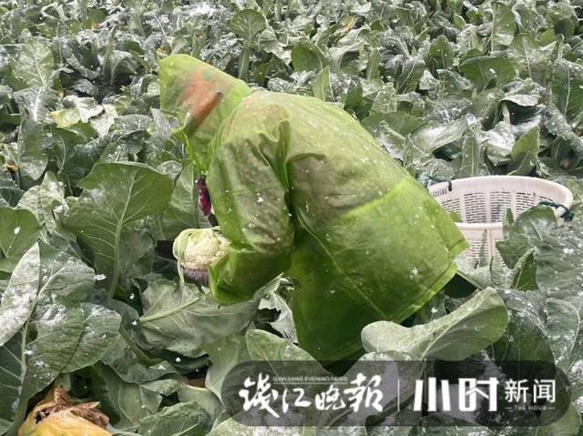 雪下得凌厉，杭州萧山一蔬菜基地，三位大姐雪中抢菜一分钟也不敢停