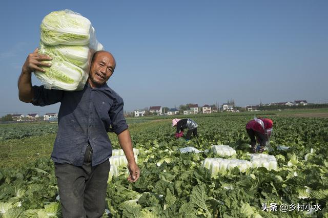 秋白菜什么时候种植？如何种植出苗快、包心好？老农种植经验分享