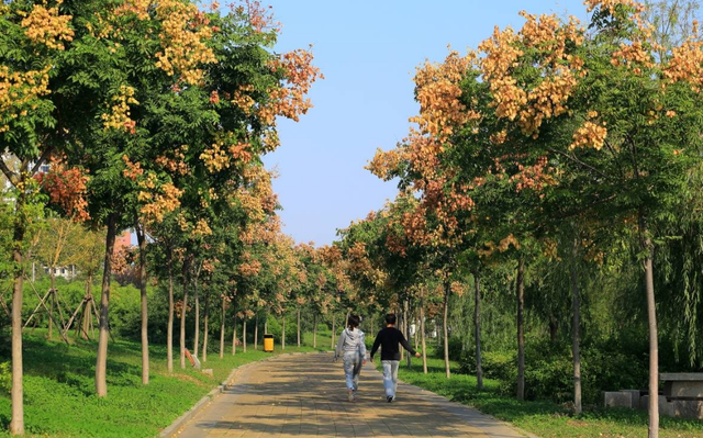 苗木行业的规律：景观价值越高，长得越快的树，就越容易烂市