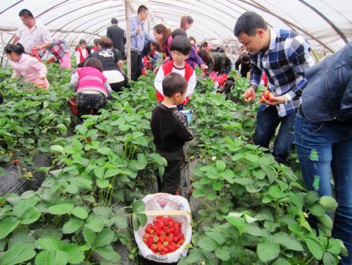 年收入20万的草莓种植户