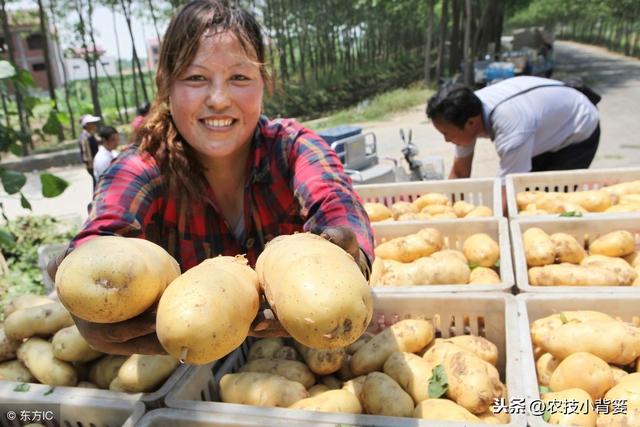 马铃薯如何种植管理，才能出苗齐壮、产量增加、提高品质？