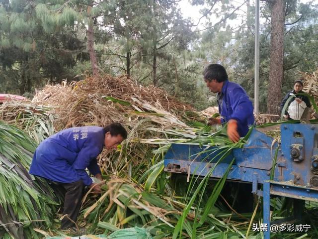 贵州威宁：朱启会带头牧草种植让村民尝“甜”头