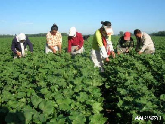 棉花种植的关键步骤，科学种棉，提升产量