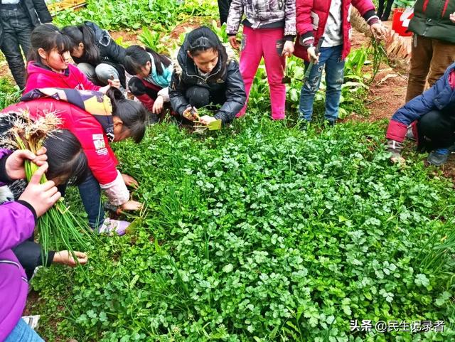 龙桂小学校本课程种植园“新芽园”之收获篇