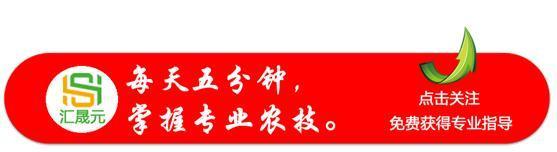 怎样能种出香甜的大果杨桃？试试这样种植，结的果绝对高价抢着要