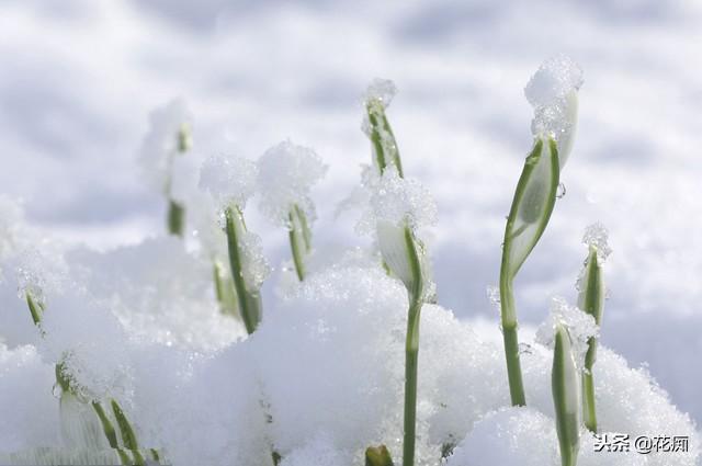 如有院落，就种几株雪滴花，零下15度冻不死，每年还爆崽无数！